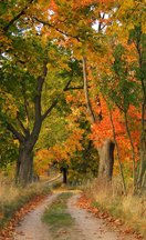 autumn.jpg